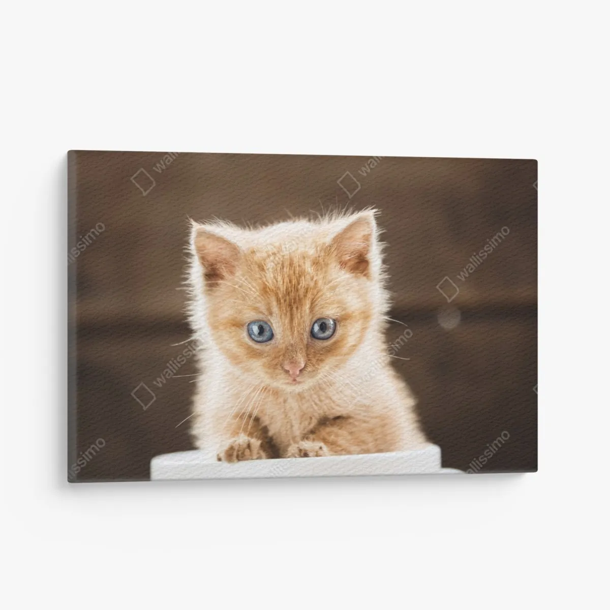 Leinwandbild rötliches kätzchen in einer teetasse – Wallnifity® Leinwandbild rötliches kätzchen in einer teetasse – Wallnifity®