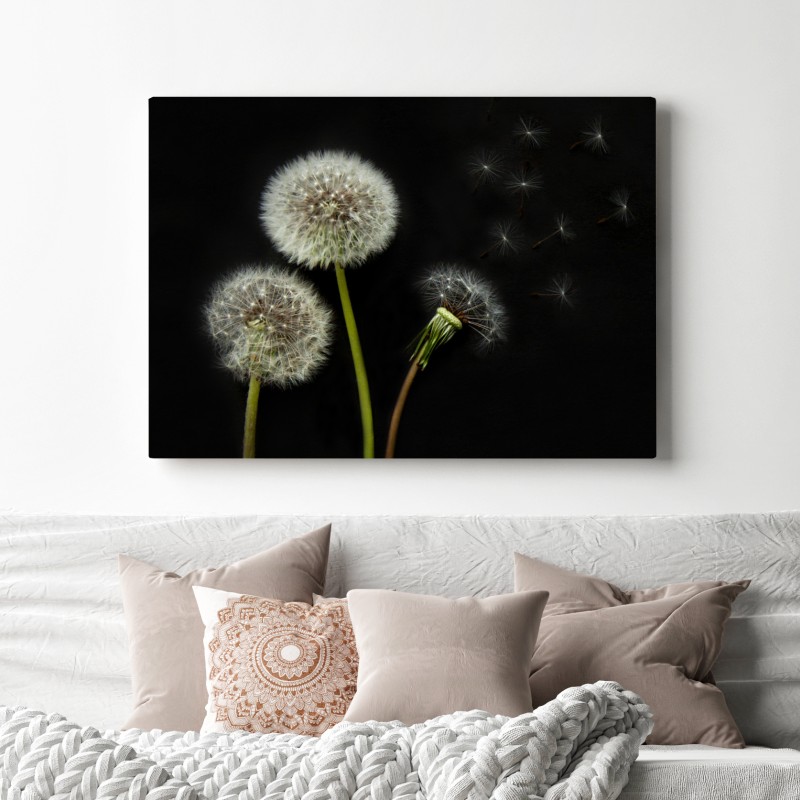 Leinwandbild zarte löwenzahnköpfe vor schwarzem hintergrund – Wallnifity®