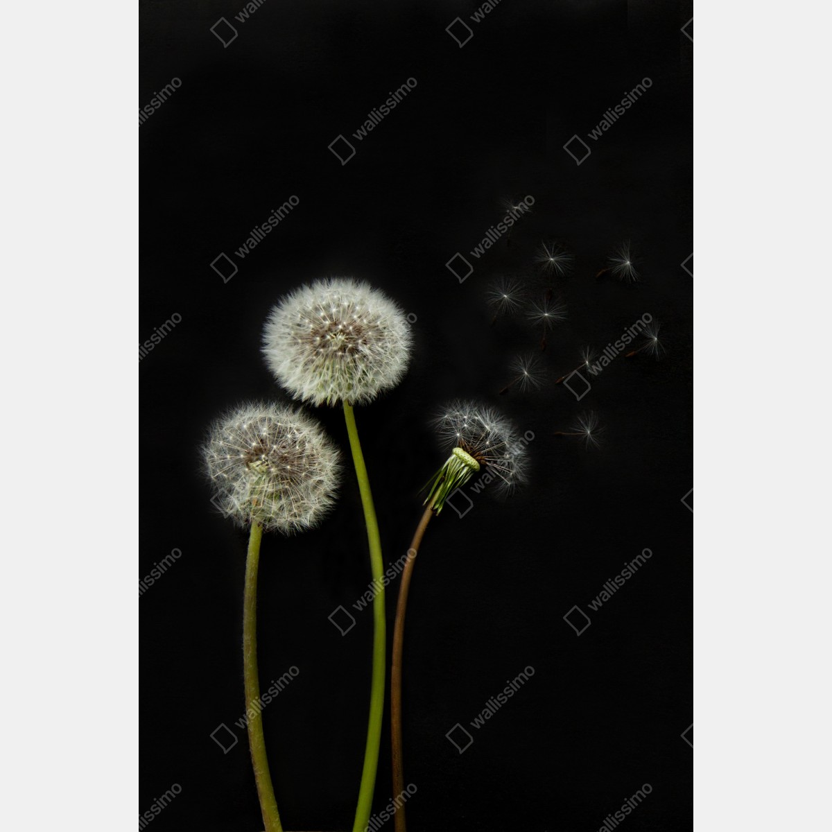 Leinwandbild zarte löwenzahnköpfe vor schwarzem hintergrund – Wallnifity®