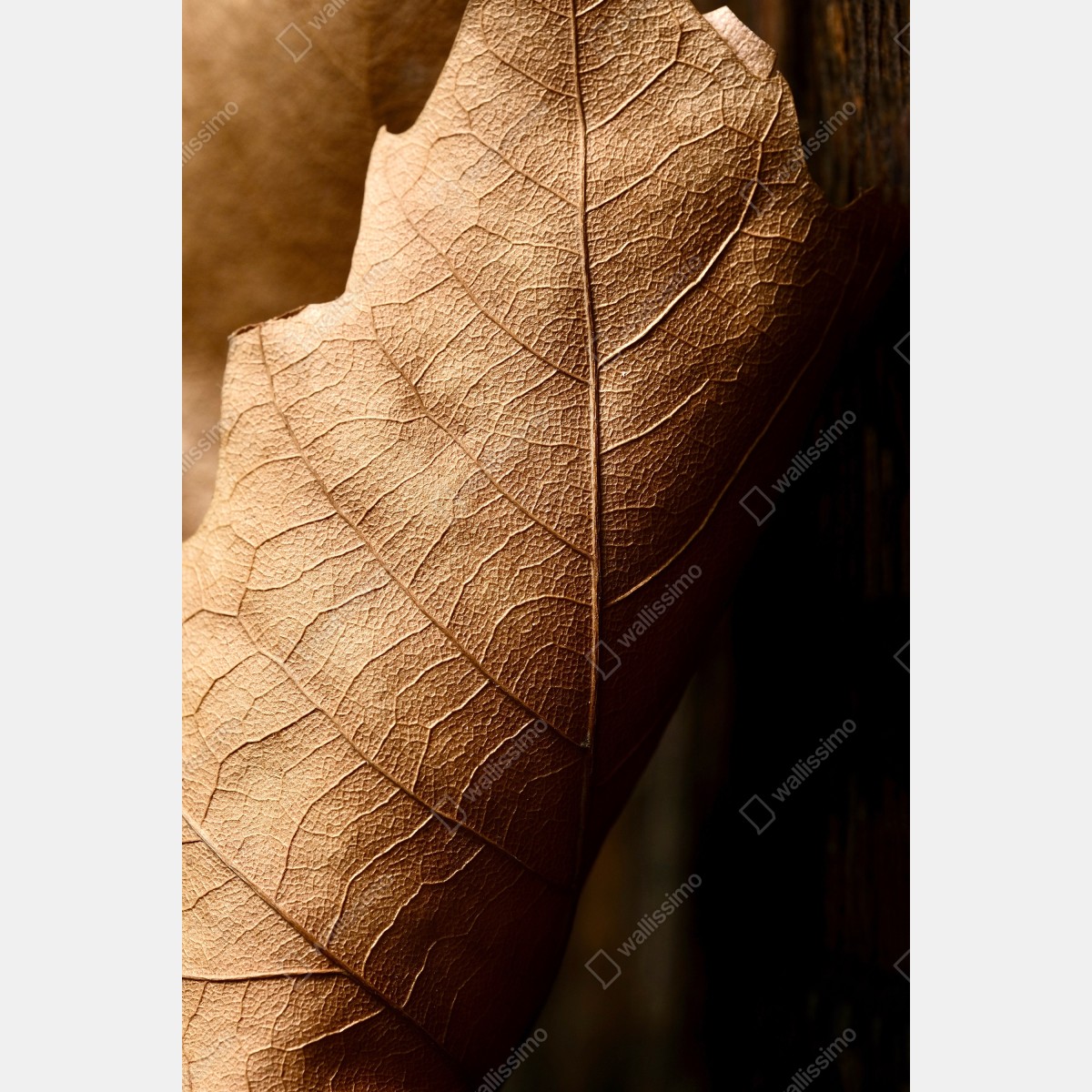 Leinwandbild strukturiertes trockenes blatt nahaufnahme – Wallnifity®