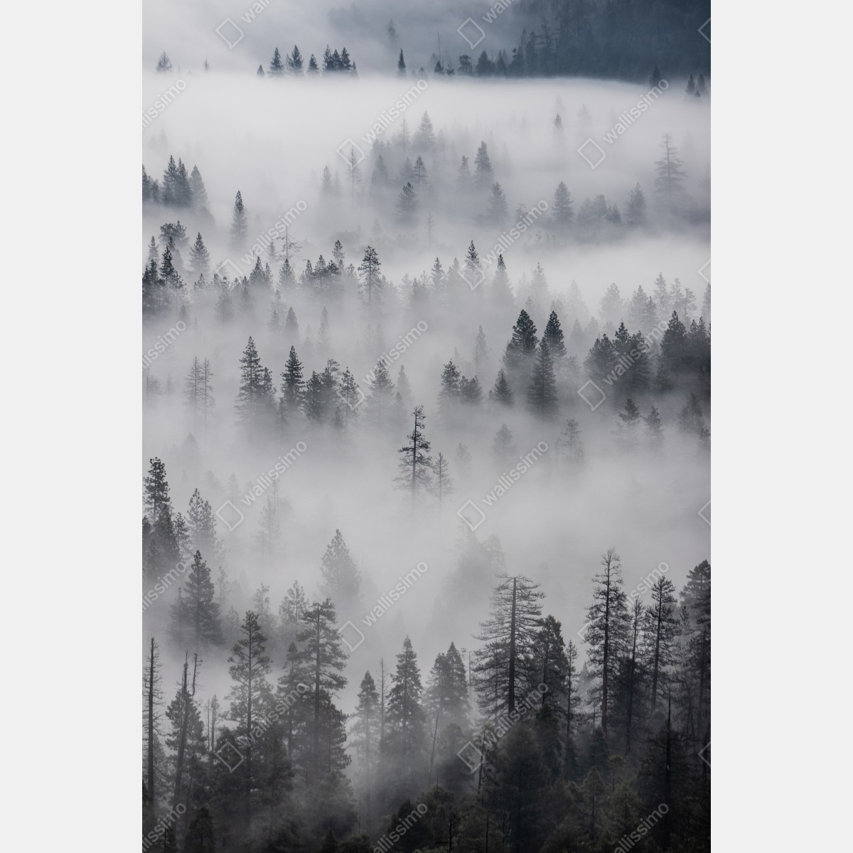 Leinwandbild nebeliger kiefernwald – Wallnifity® Leinwandbild nebeliger kiefernwald – Wallnifity®