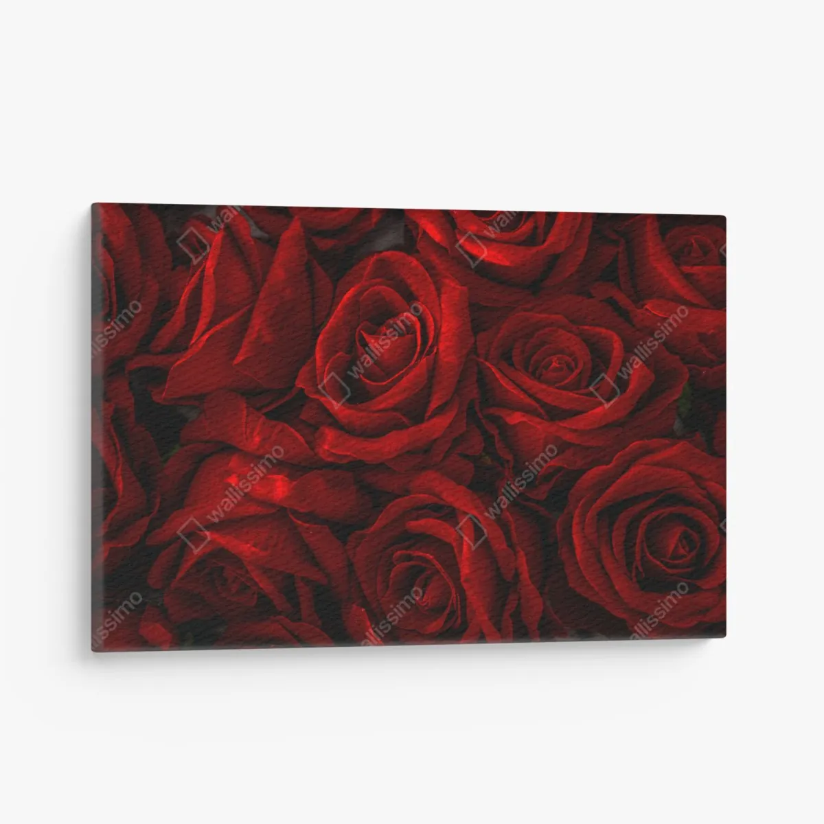 Leinwandbild intensive rote rosen nahaufnahme – Wallnifity®