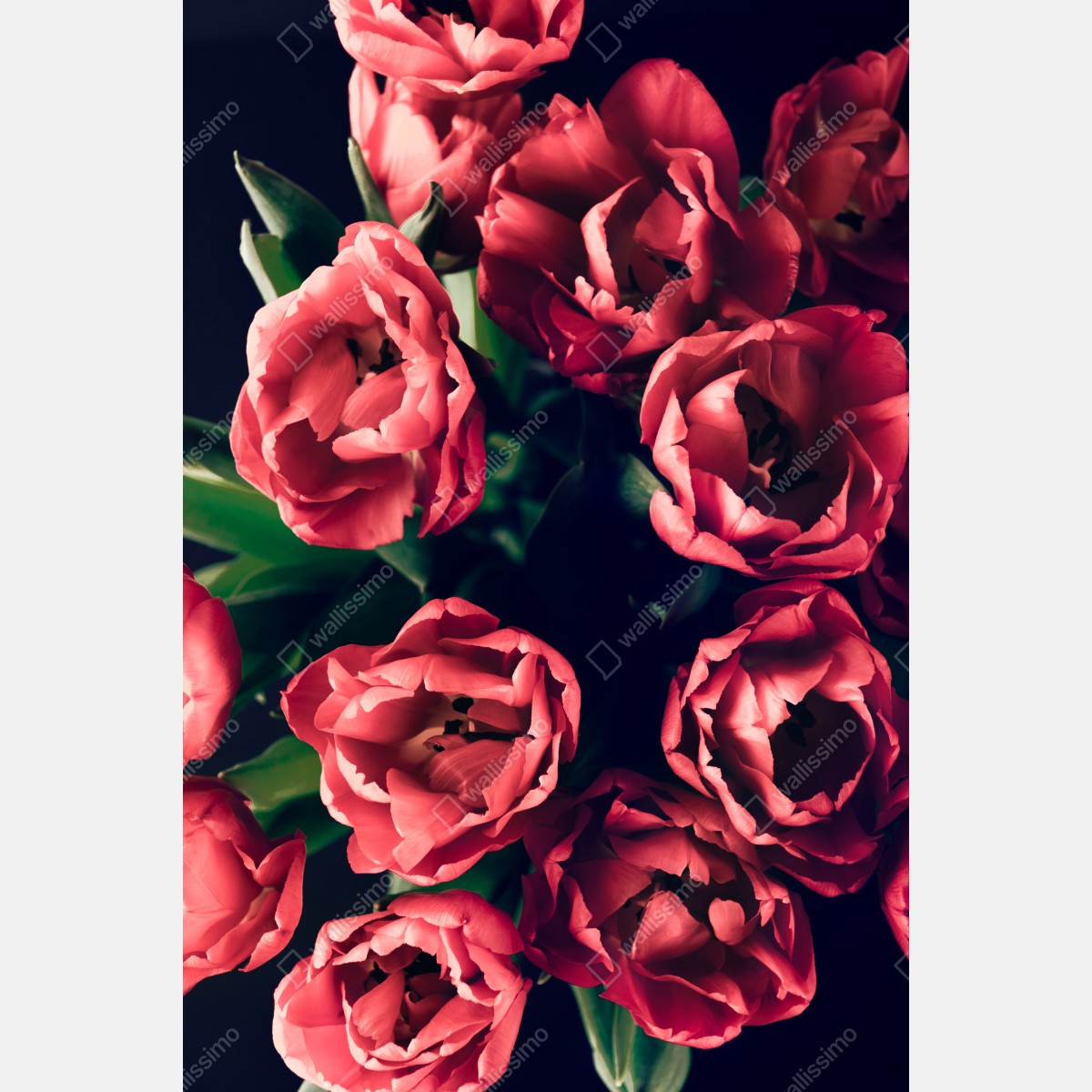 Leinwandbild stimmungsvolles rosa tulpenbukett – Wallnifity® Leinwandbild stimmungsvolles rosa tulpenbukett – Wallnifity®