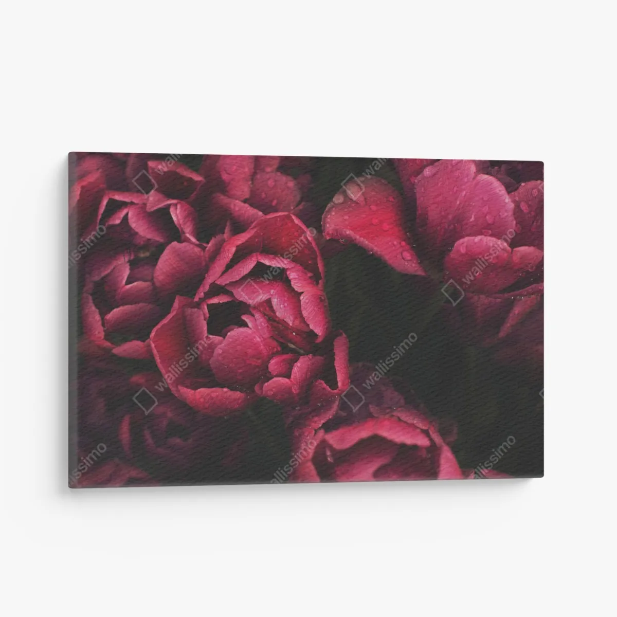 Leinwandbild tiefrote blüten mit wassertropfen – Wallnifity® Leinwandbild tiefrote blüten mit wassertropfen – Wallnifity®