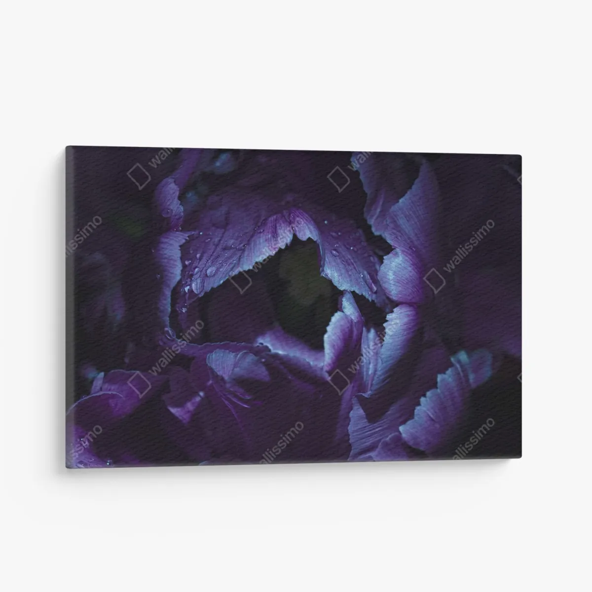 Leinwandbild lila tulpe im ultravioletten licht – Wallnifity® Leinwandbild lila tulpe im ultravioletten licht – Wallnifity®