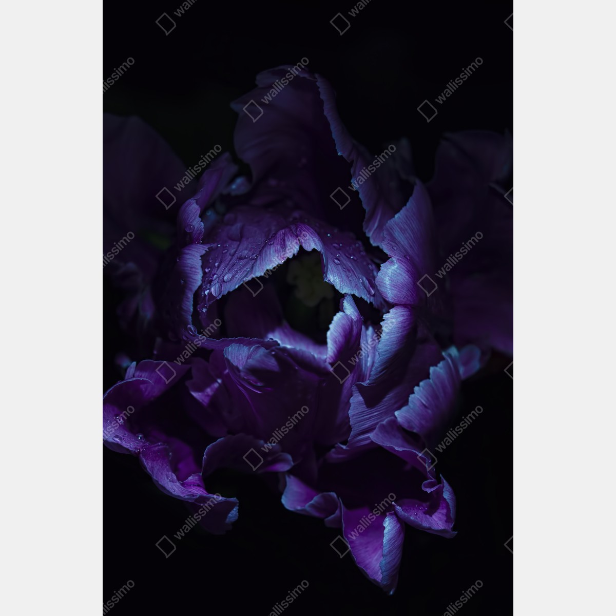 Leinwandbild lila tulpe im ultravioletten licht – Wallnifity® Leinwandbild lila tulpe im ultravioletten licht – Wallnifity®