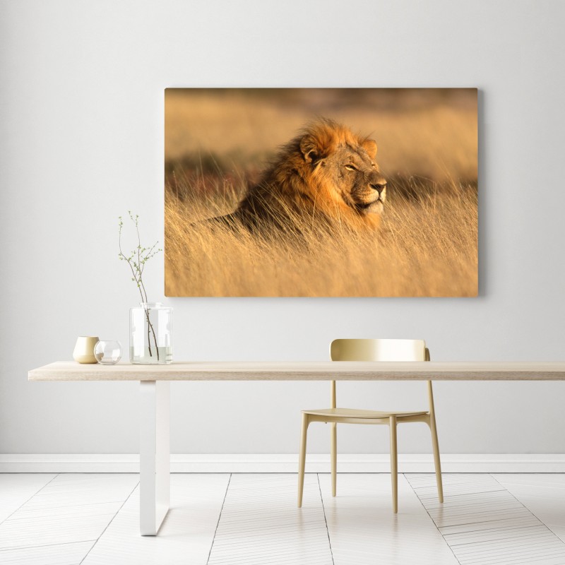 Leinwandbild majestätischer löwe im hohen gras – Wallnifity®
