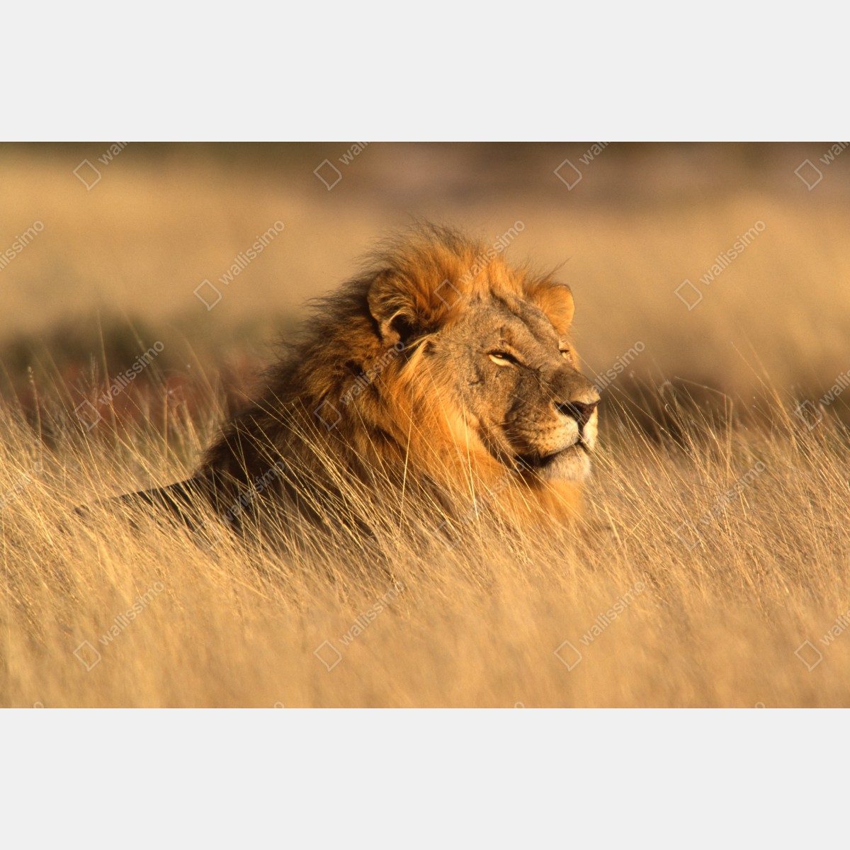 Leinwandbild majestätischer löwe im hohen gras – Wallnifity®