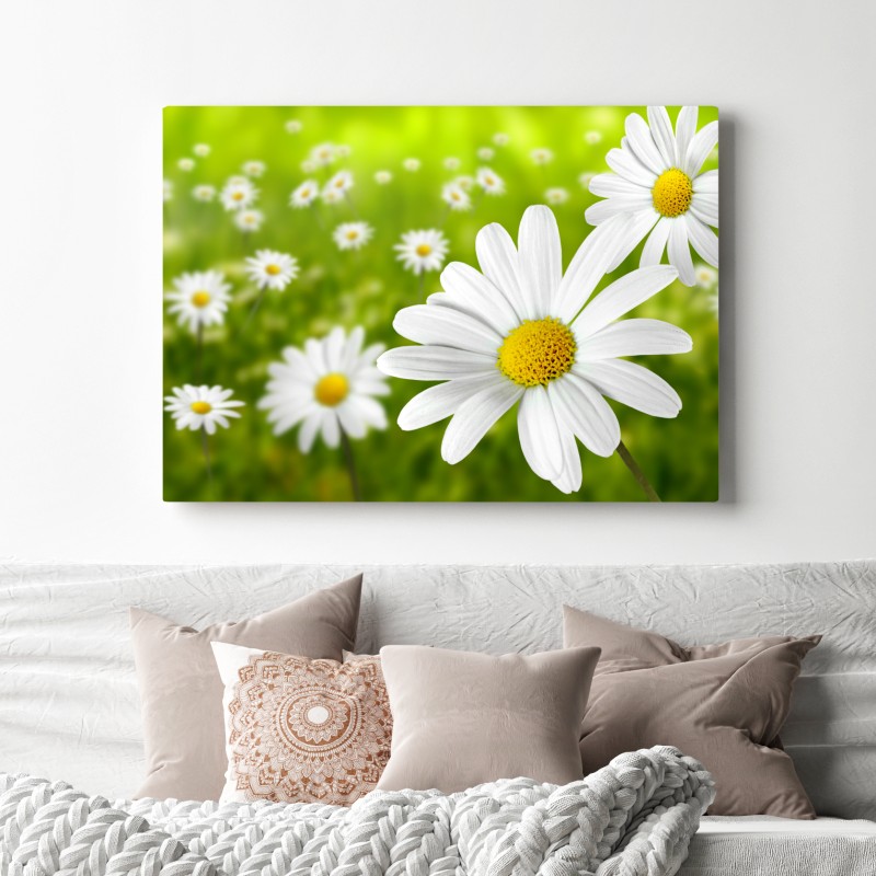 Leinwandbild weiße gänseblümchen auf der wiese – Wallnifity® Leinwandbild weiße gänseblümchen auf der wiese – Wallnifity®