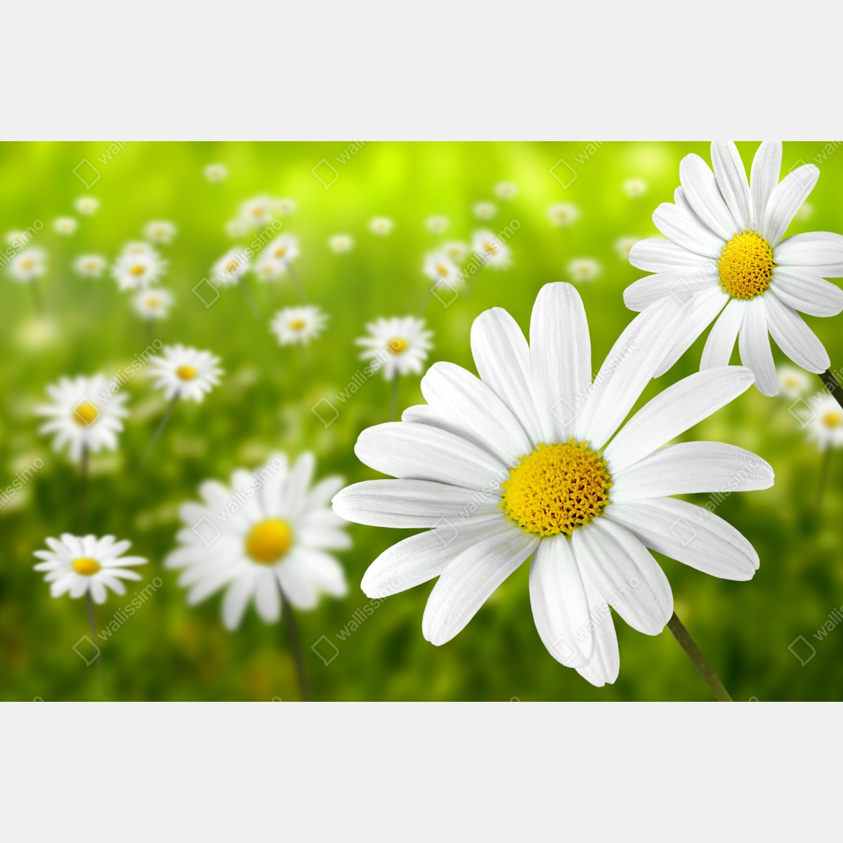 Leinwandbild weiße gänseblümchen auf der wiese – Wallnifity® Leinwandbild weiße gänseblümchen auf der wiese – Wallnifity®