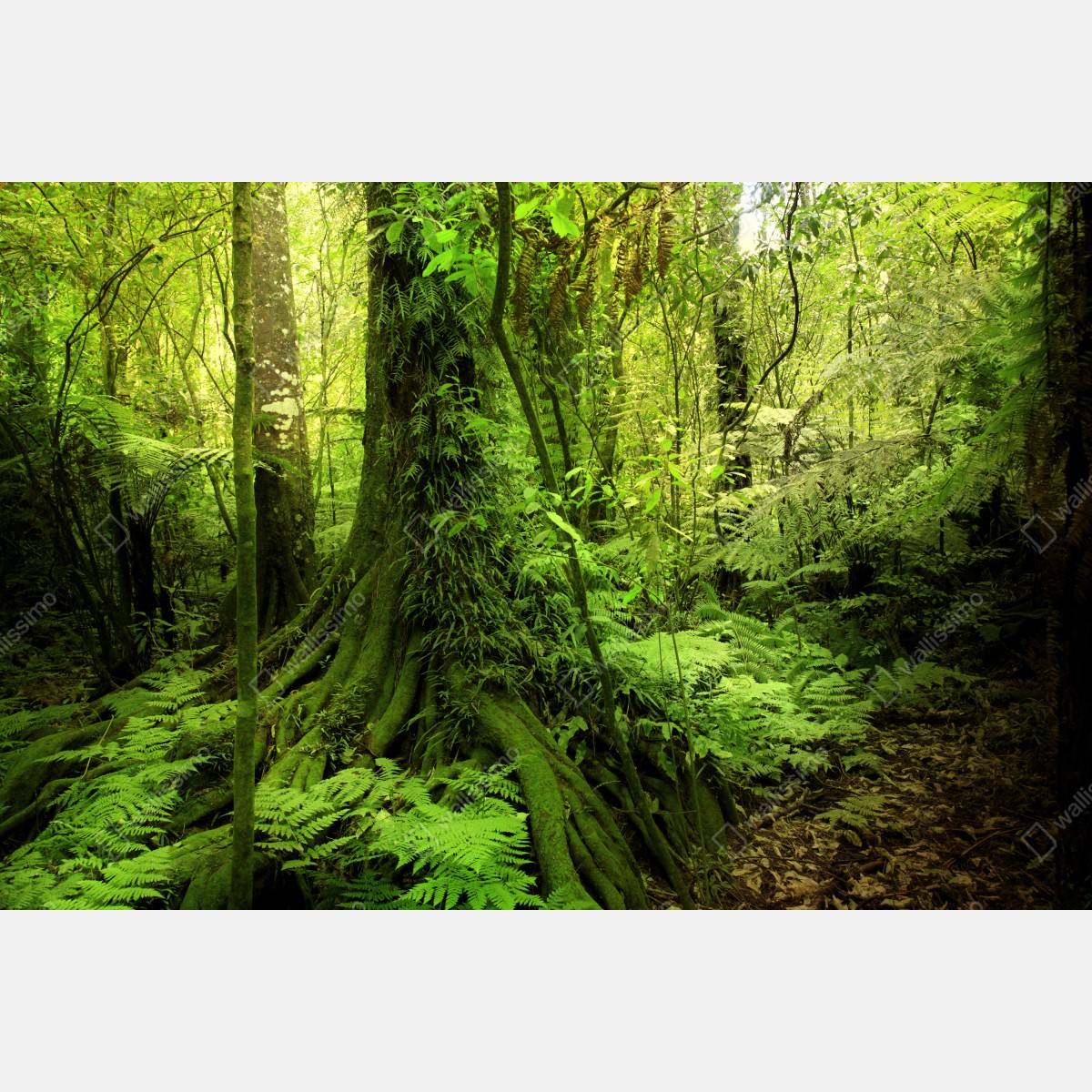 Leinwandbild üppiger tropischer dschungel – Wallnifity® Leinwandbild üppiger tropischer dschungel – Wallnifity®