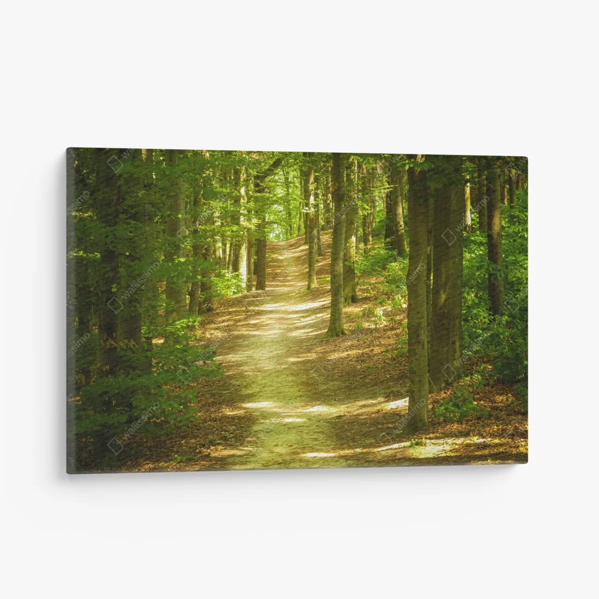 Leinwandbild sonniger waldpfad – Wallnifity® Leinwandbild sonniger waldpfad – Wallnifity®