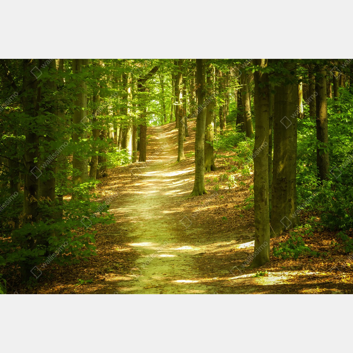 Leinwandbild sonniger waldpfad – Wallnifity® Leinwandbild sonniger waldpfad – Wallnifity®