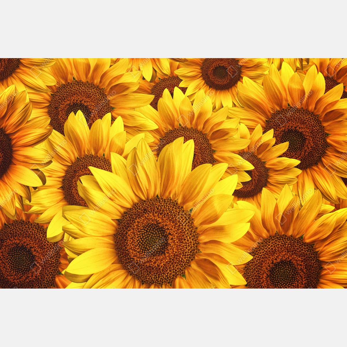Leinwandbild goldene sonnenblumen – Wallnifity® Leinwandbild goldene sonnenblumen – Wallnifity®