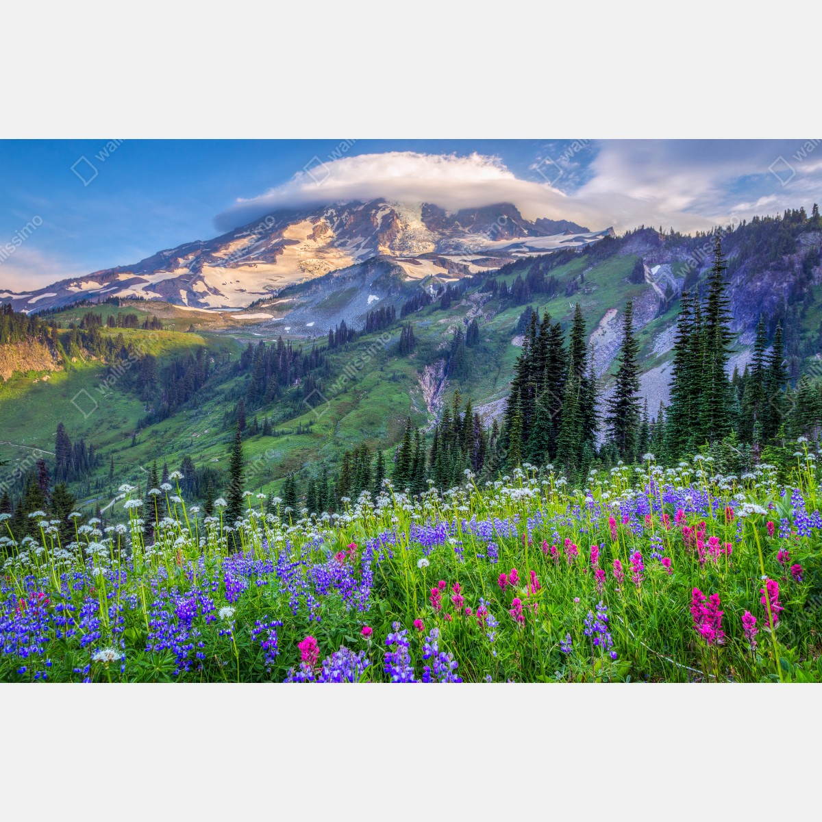 Leinwandbild alpine blumenwiese vor schneebedeckten bergen – Wallnifity® Leinwandbild alpine blumenwiese vor schneebedeckten bergen – Wallnifity®