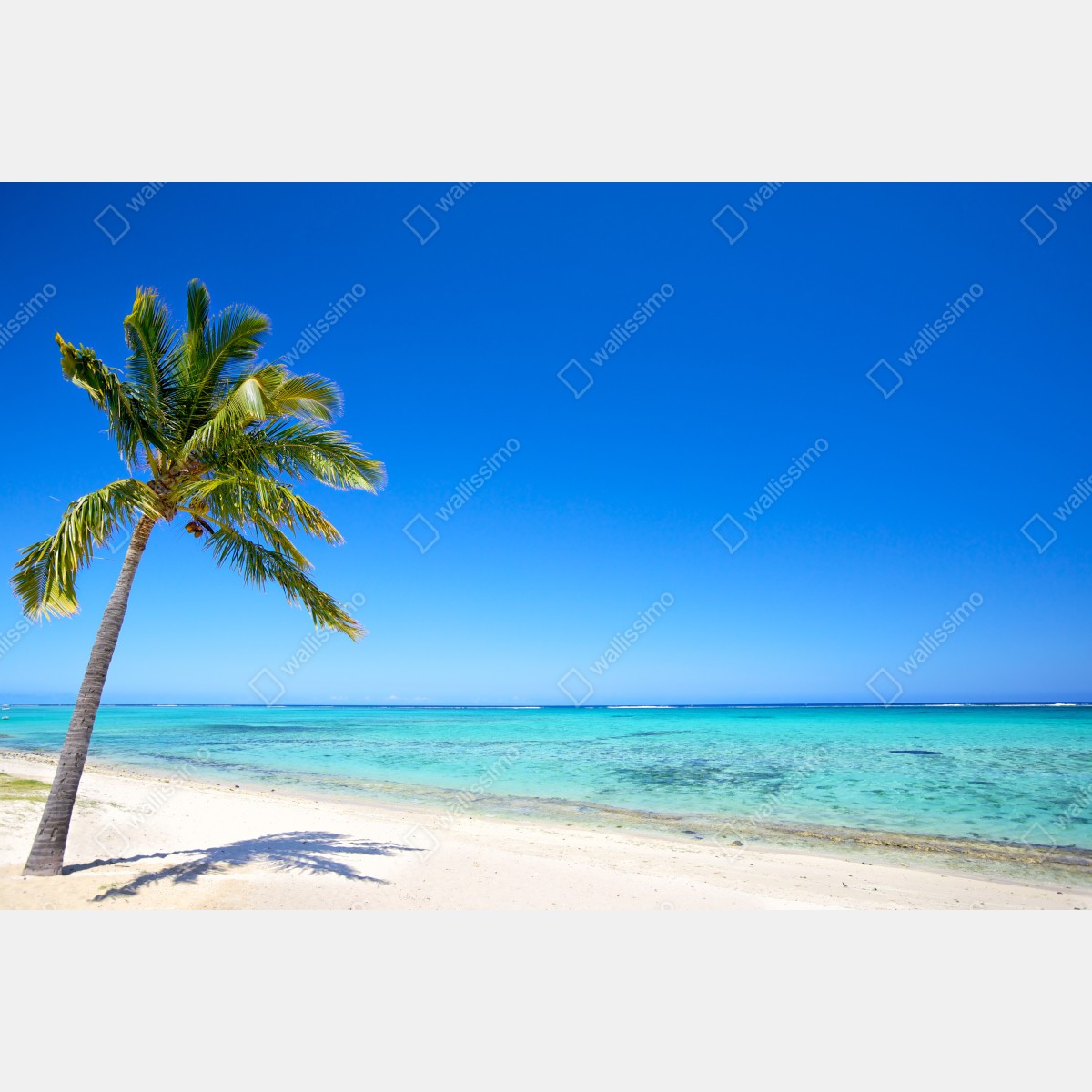 Leinwandbild tropischer traumstrand mit palme – Wallnifity® Leinwandbild tropischer traumstrand mit palme – Wallnifity®