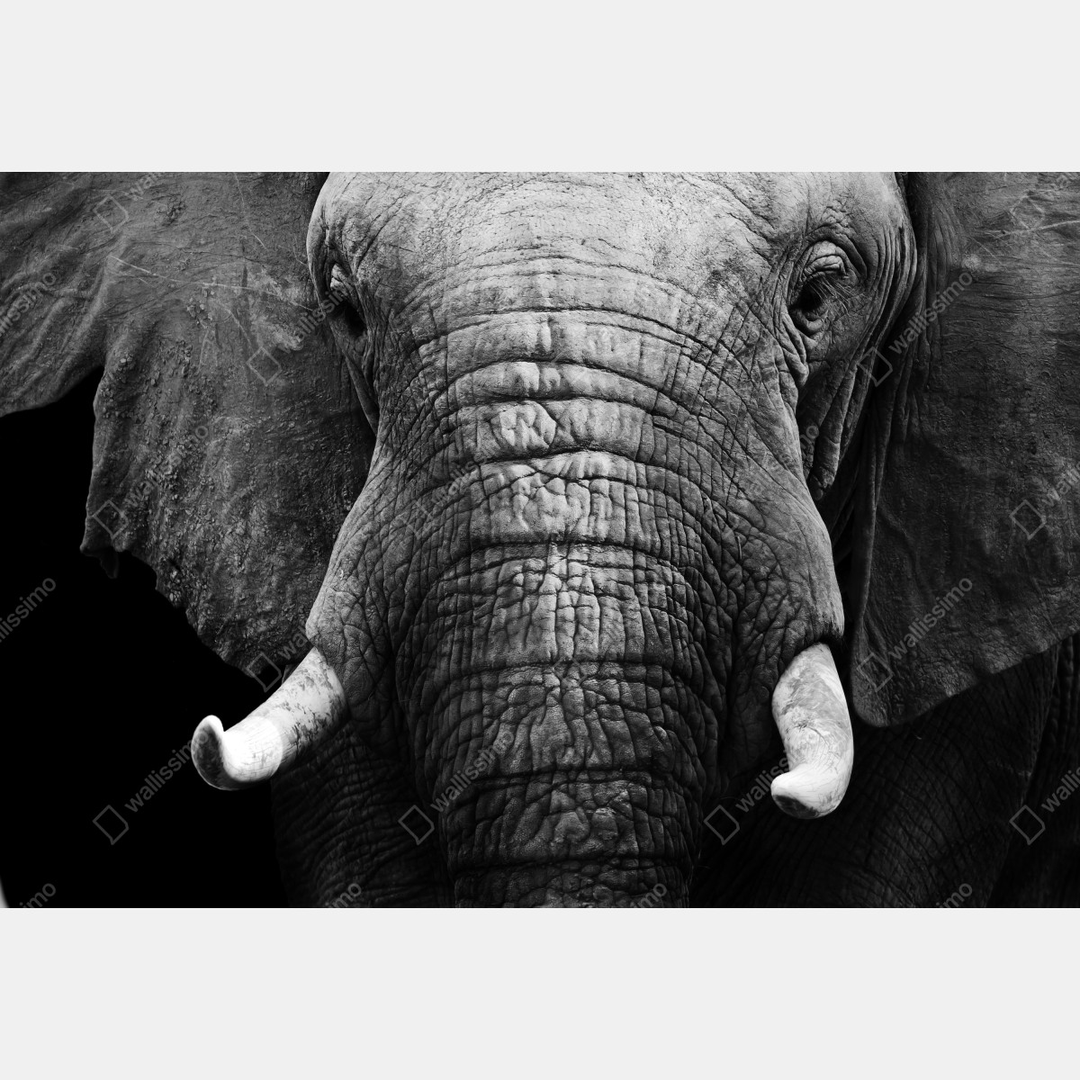 Leinwandbild majestätisches elefantenporträt – Wallnifity® Leinwandbild majestätisches elefantenporträt – Wallnifity®