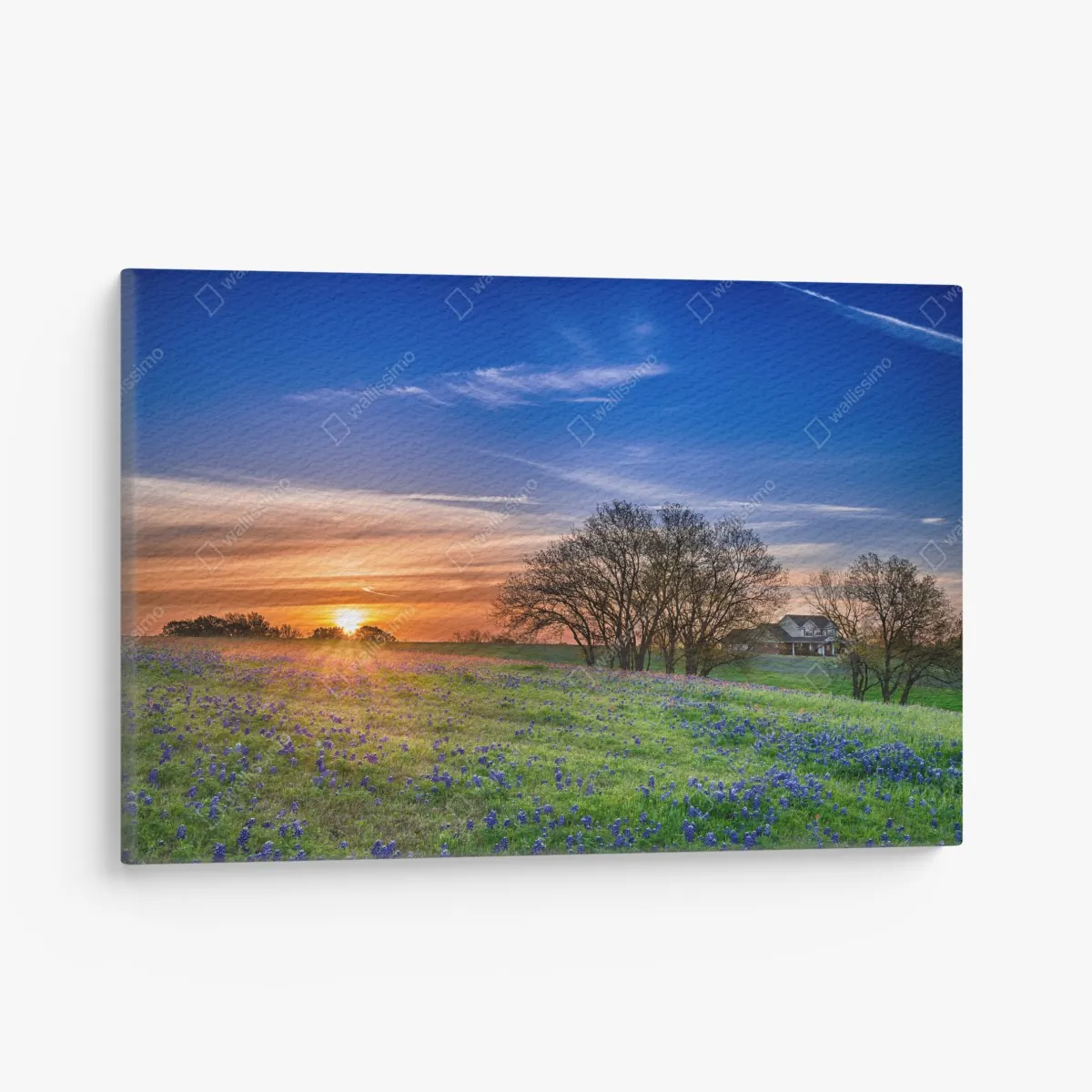 Leinwandbild Texas wiese mit bluebonnets im sonnenaufgang – Wallnifity® Leinwandbild Texas wiese mit bluebonnets im sonnenaufgang – Wallnifity®