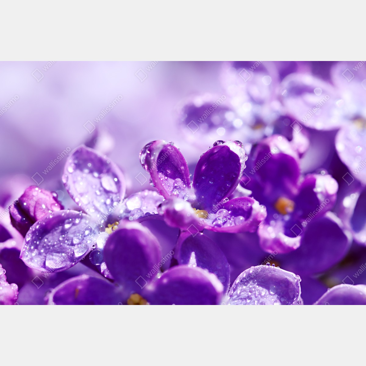 Leinwandbild lila fliederblüte mit tau – Wallnifity®