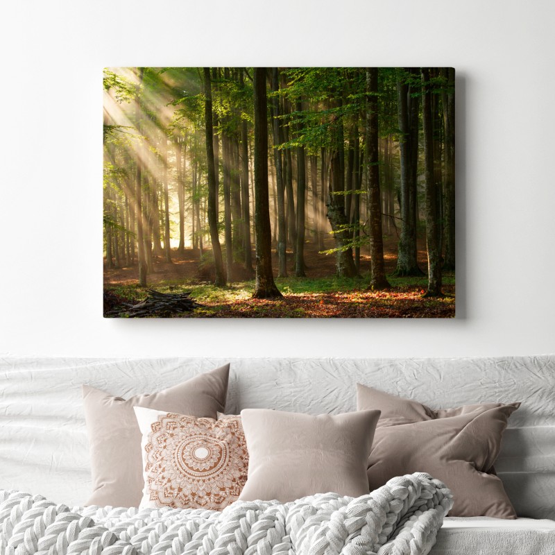 Leinwandbild morgendliches licht im buchenwald – Wallnifity® Leinwandbild morgendliches licht im buchenwald – Wallnifity®