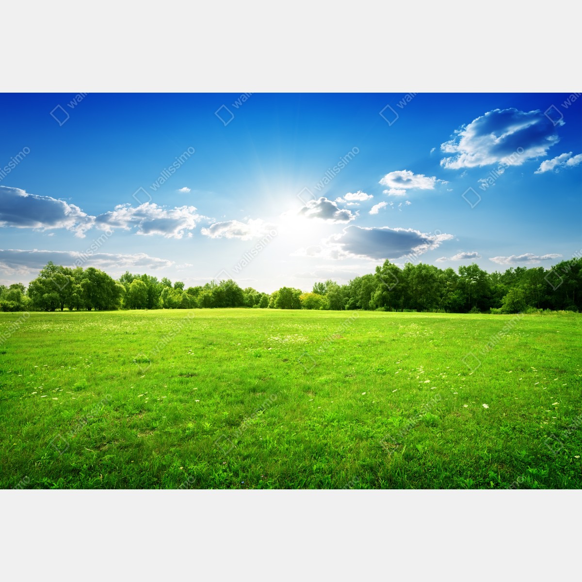 Leinwandbild sonnige grüne wiese – Wallnifity® Leinwandbild sonnige grüne wiese – Wallnifity®