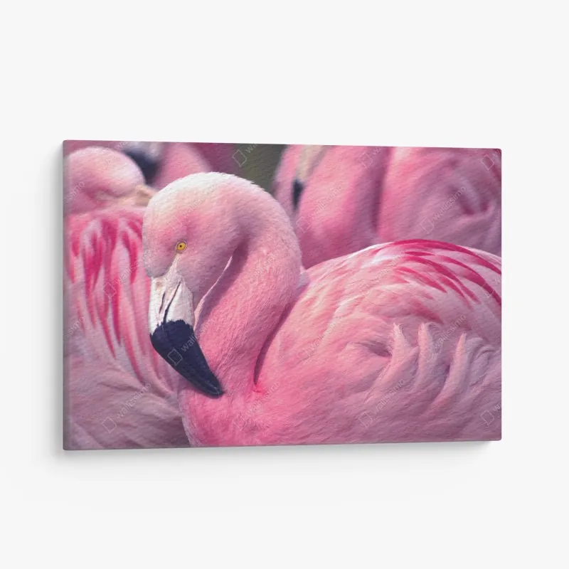 Leinwandbild rosa flamingo nahaufnahme