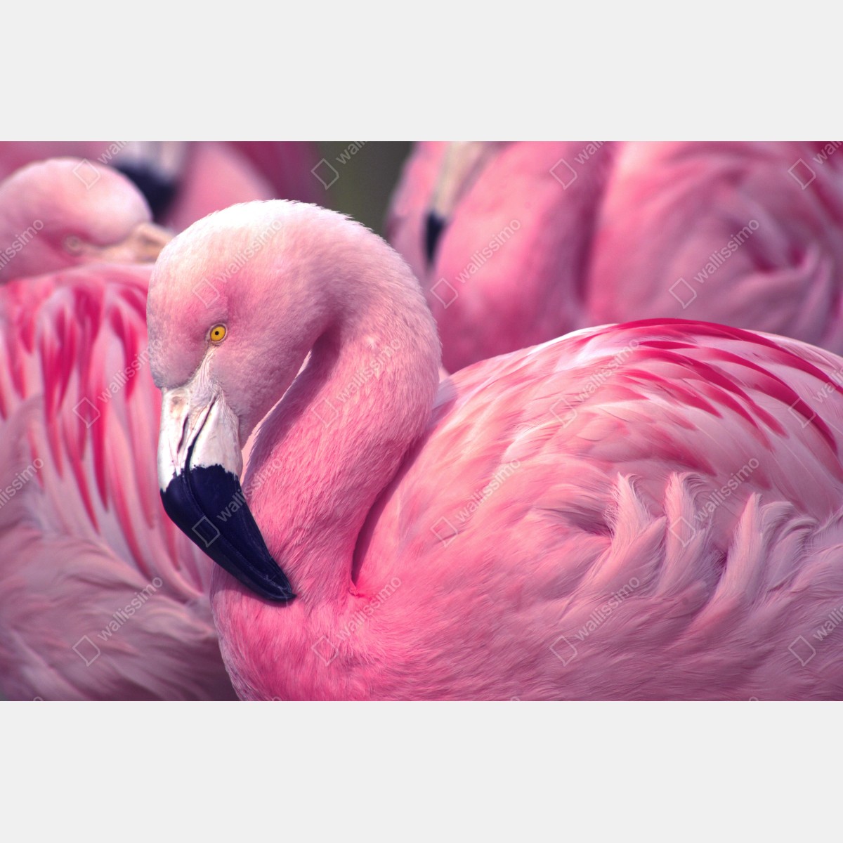 Leinwandbild rosa flamingo nahaufnahme – Wallnifity® Leinwandbild rosa flamingo nahaufnahme – Wallnifity®