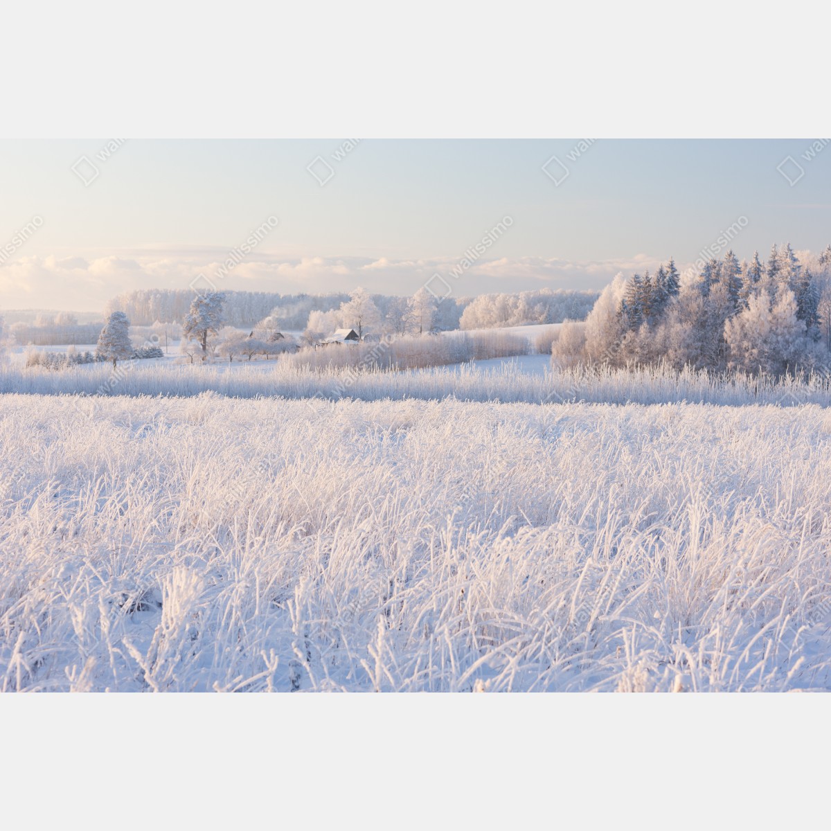 Leinwandbild wiese mit reif im morgenlicht – Wallnifity® Leinwandbild wiese mit reif im morgenlicht – Wallnifity®