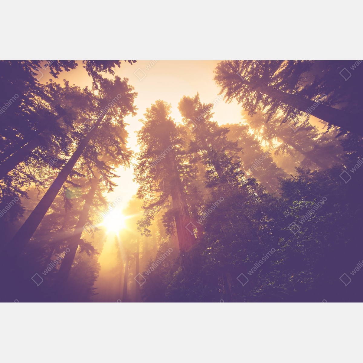 Leinwandbild nebeliger mamutbaumwald im goldenen vintagelicht – Wallnifity® Leinwandbild nebeliger mamutbaumwald im goldenen vintagelicht – Wallnifity®