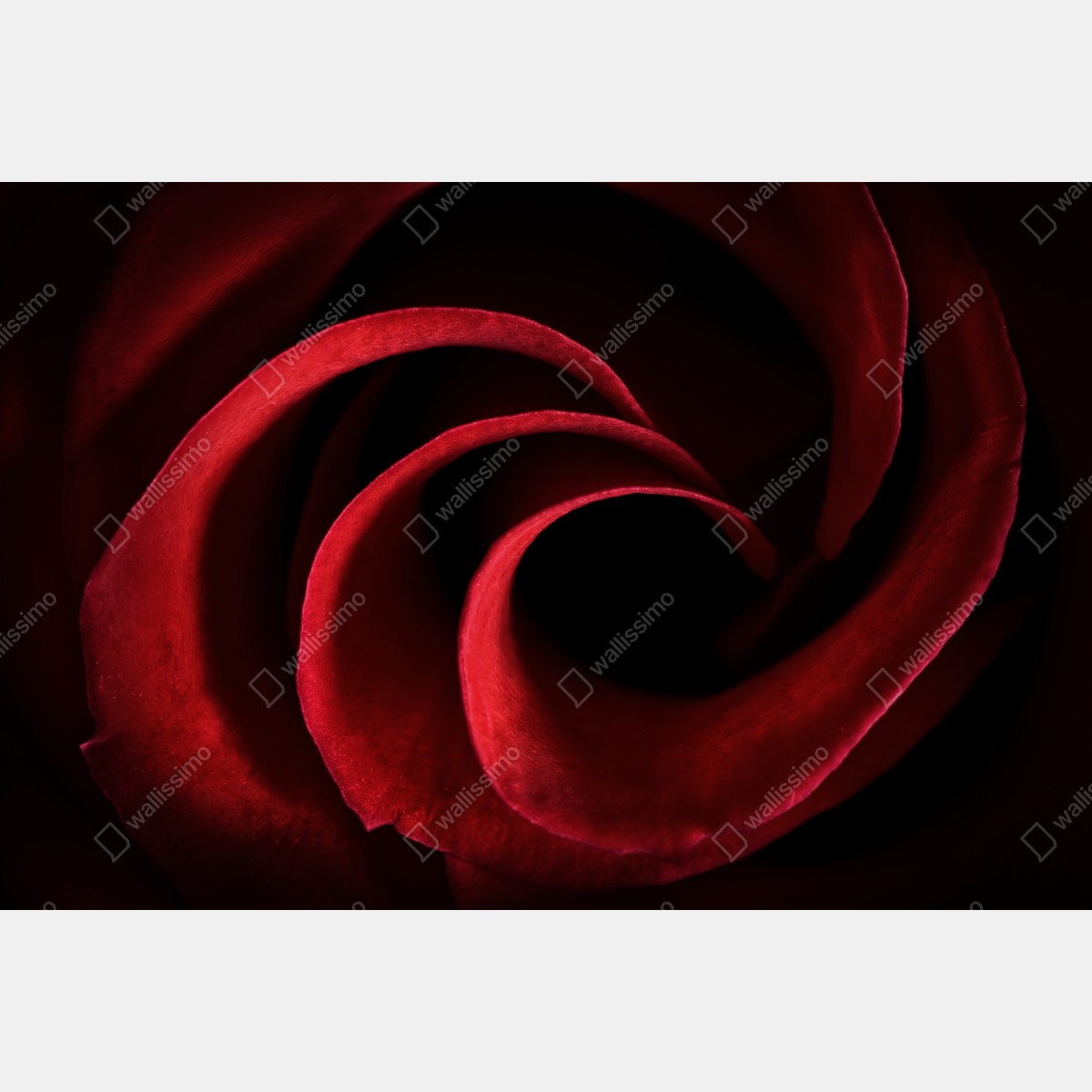 Leinwandbild spirale aus tiefroten rosenblättern – Wallnifity® Leinwandbild spirale aus tiefroten rosenblättern – Wallnifity®