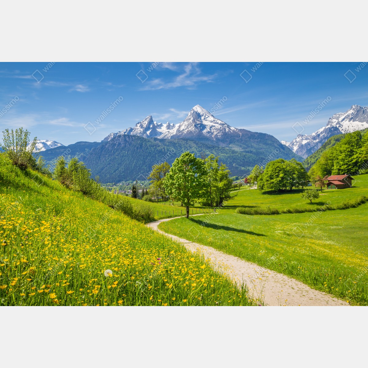 Leinwandbild alpine frühlingswiese mit schneebedeckten gipfeln – Wallnifity® Leinwandbild alpine frühlingswiese mit schneebedeckten gipfeln – Wallnifity®