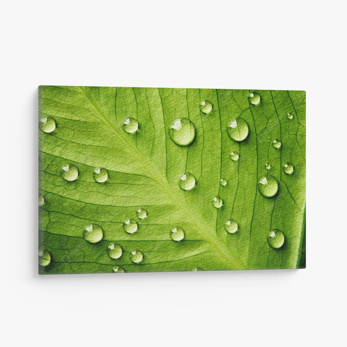 Leinwandbild frisches grünes blatt mit wassertropfen – Wallnifity® Leinwandbild frisches grünes blatt mit wassertropfen – Wallnifity®