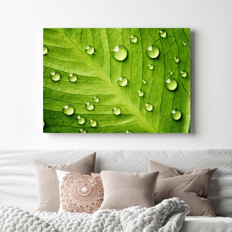 Leinwandbild frisches grünes blatt mit wassertropfen – Wallnifity® Leinwandbild frisches grünes blatt mit wassertropfen – Wallnifity®
