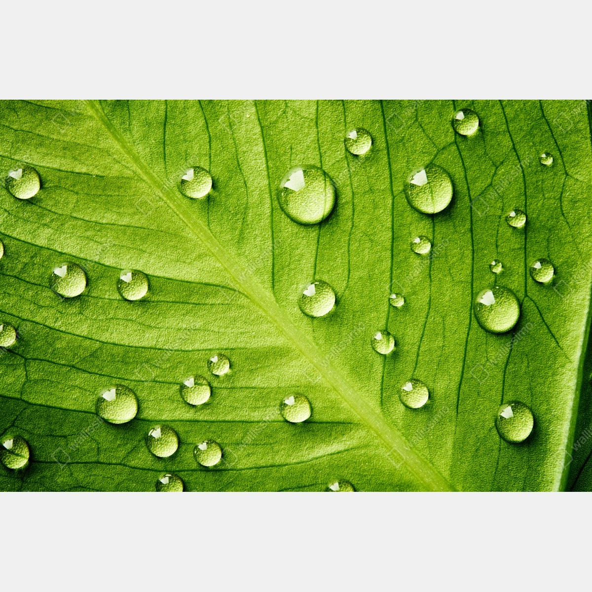 Leinwandbild frisches grünes blatt mit wassertropfen – Wallnifity® Leinwandbild frisches grünes blatt mit wassertropfen – Wallnifity®