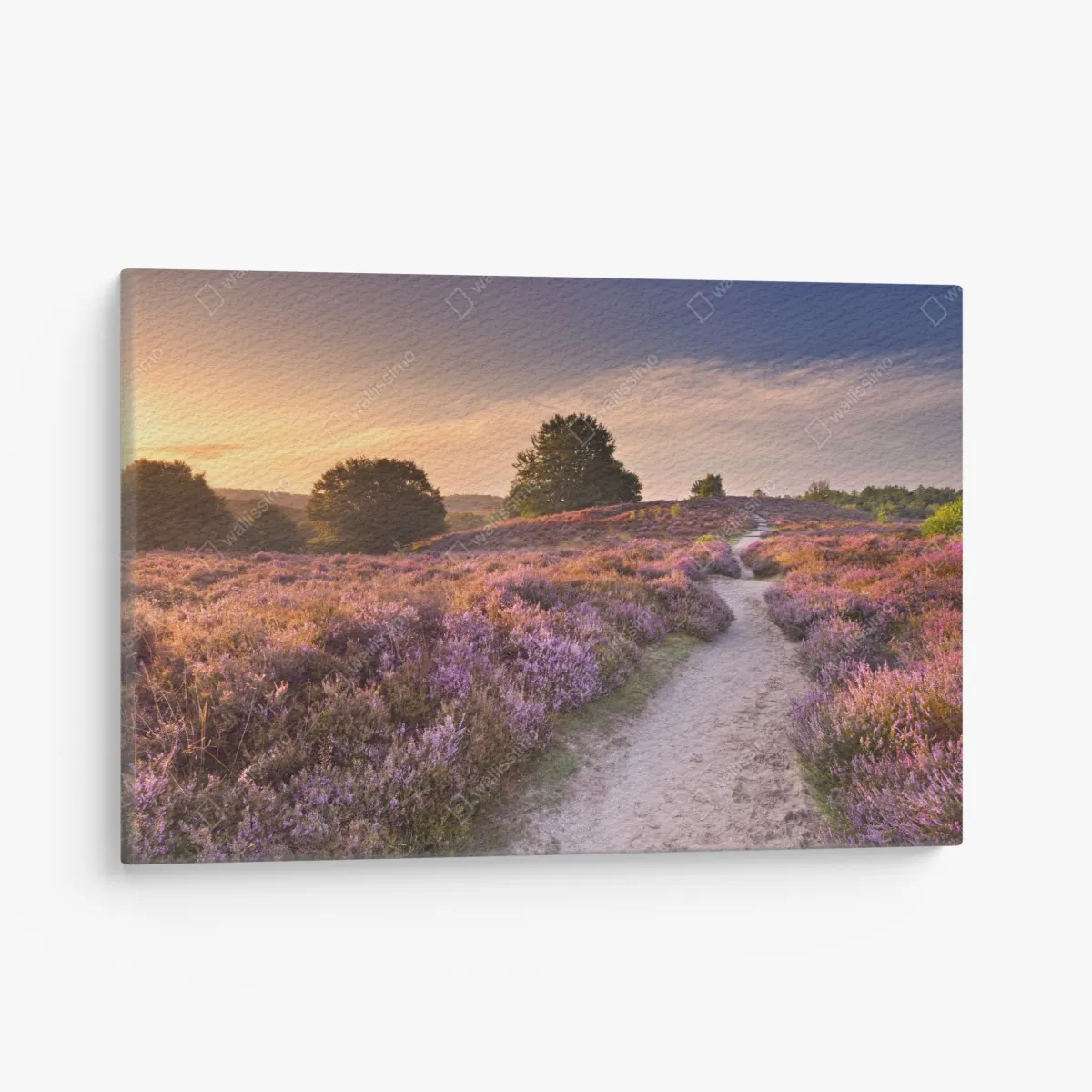 Leinwandbild Posbank bei sonnenaufgang über blühender heide – Wallnifity® Leinwandbild Posbank bei sonnenaufgang über blühender heide – Wallnifity®