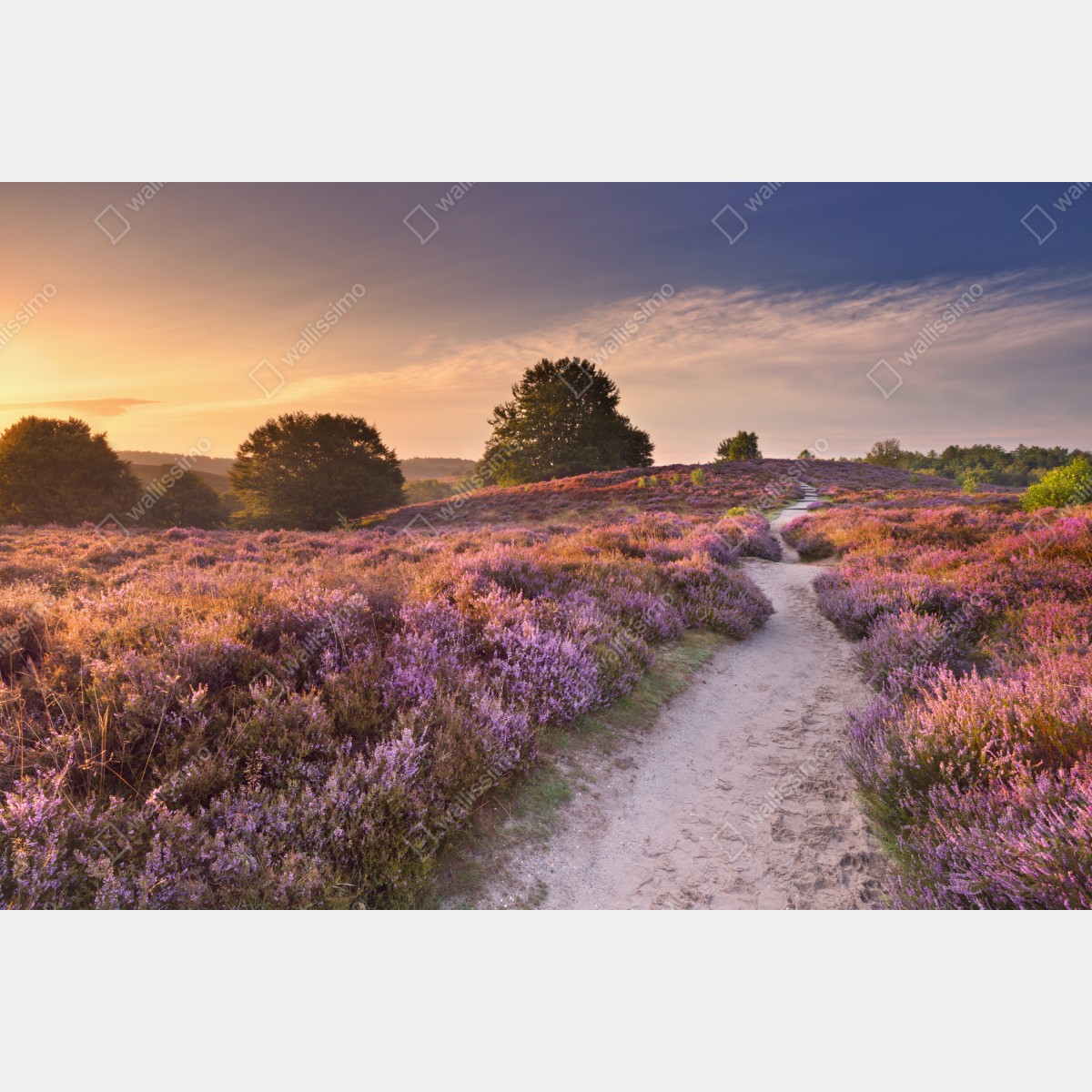 Leinwandbild Posbank bei sonnenaufgang über blühender heide – Wallnifity® Leinwandbild Posbank bei sonnenaufgang über blühender heide – Wallnifity®
