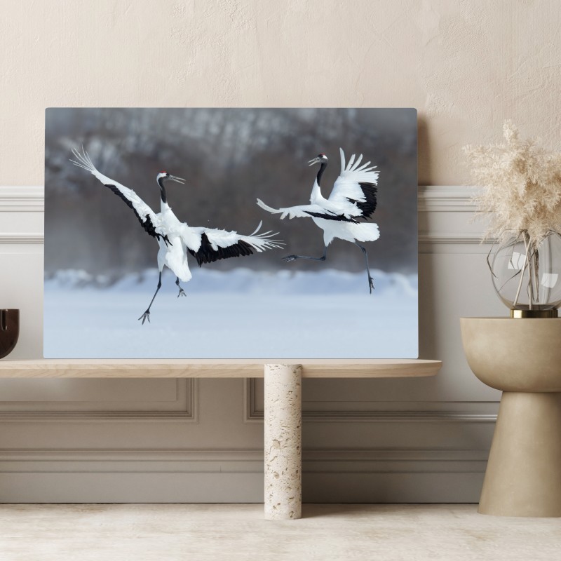 Leinwandbild tanzende rotkronenkraniche im schnee, Hokkaido – Wallnifity® Leinwandbild tanzende rotkronenkraniche im schnee, Hokkaido – Wallnifity®