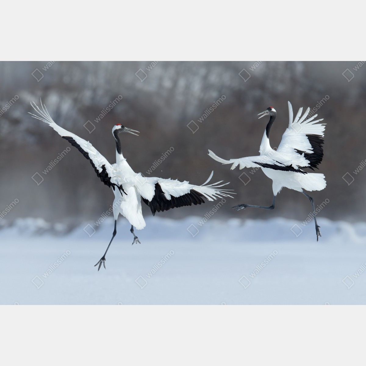 Leinwandbild tanzende rotkronenkraniche im schnee, Hokkaido – Wallnifity® Leinwandbild tanzende rotkronenkraniche im schnee, Hokkaido – Wallnifity®