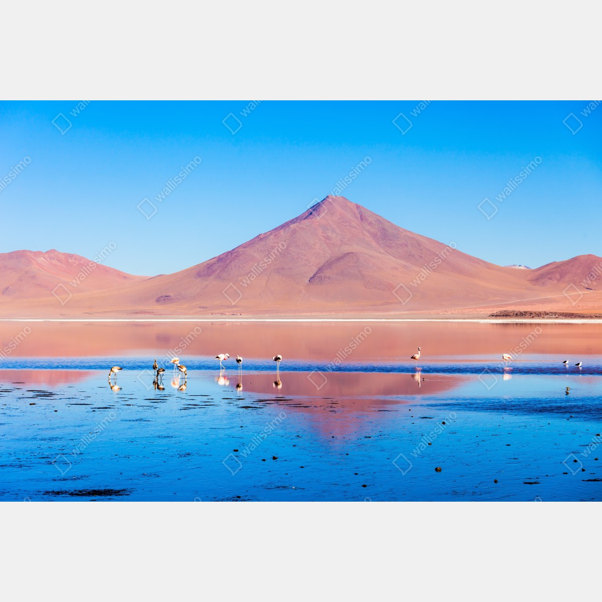 Leinwandbild flamingos am Laguna Colorada, Bolivien – Wallnifity®