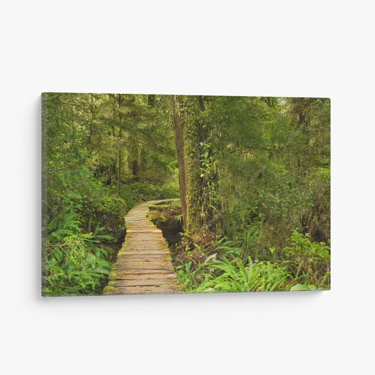 Leinwandbild steg im Pacific Rim regenwald – Wallnifity® Leinwandbild steg im Pacific Rim regenwald – Wallnifity®