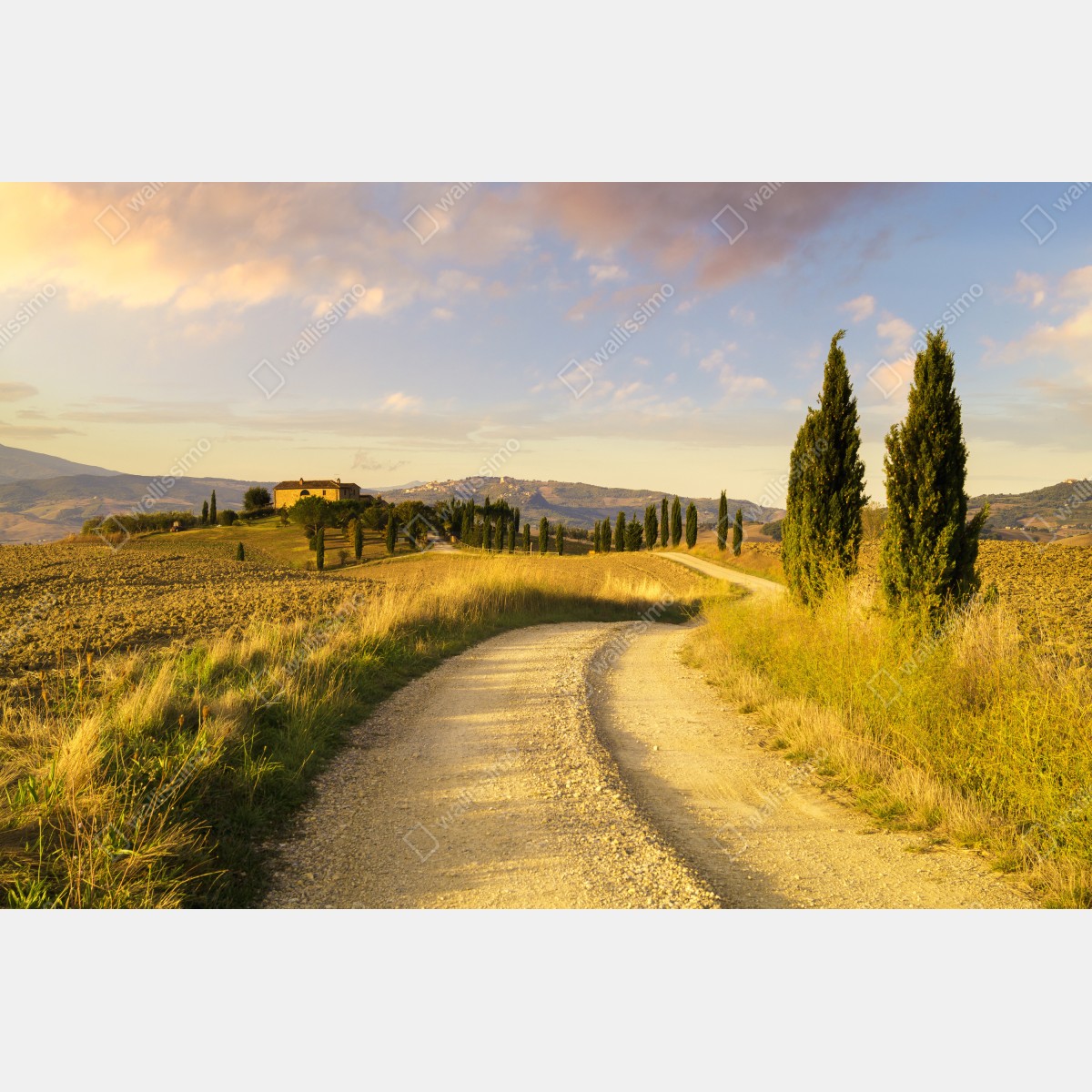 Leinwandbild goldene landstraße zwischen zypressen – Wallnifity® Leinwandbild goldene landstraße zwischen zypressen – Wallnifity®