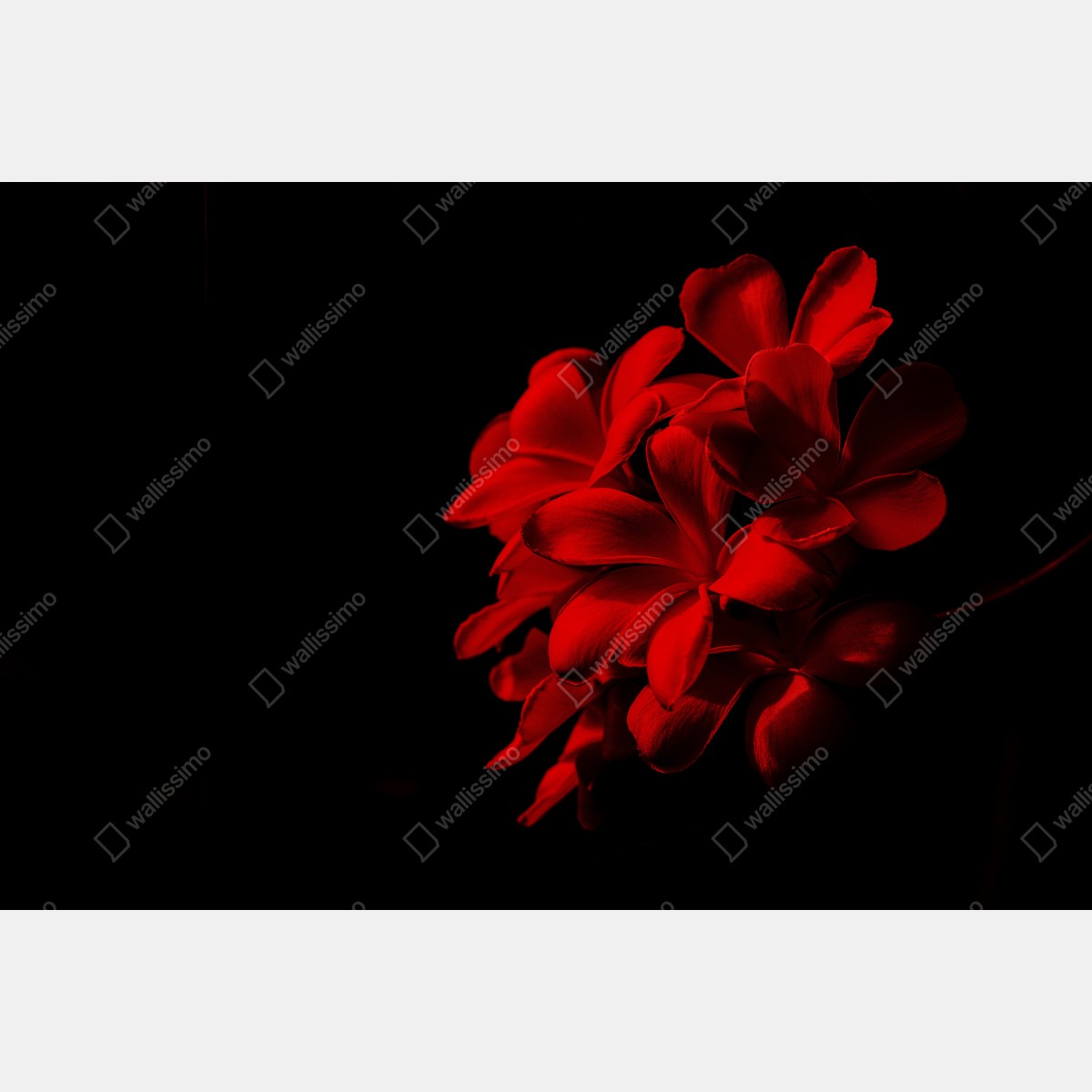 Leinwandbild rote plumeria auf schwarzem hintergrund – Wallnifity® Leinwandbild rote plumeria auf schwarzem hintergrund – Wallnifity®