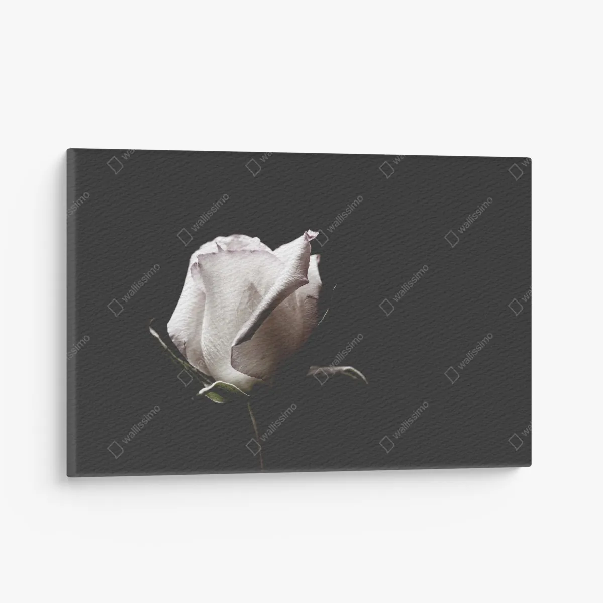 Leinwandbild weiße rose vor schwarzem hintergrund – Wallnifity® Leinwandbild weiße rose vor schwarzem hintergrund – Wallnifity®
