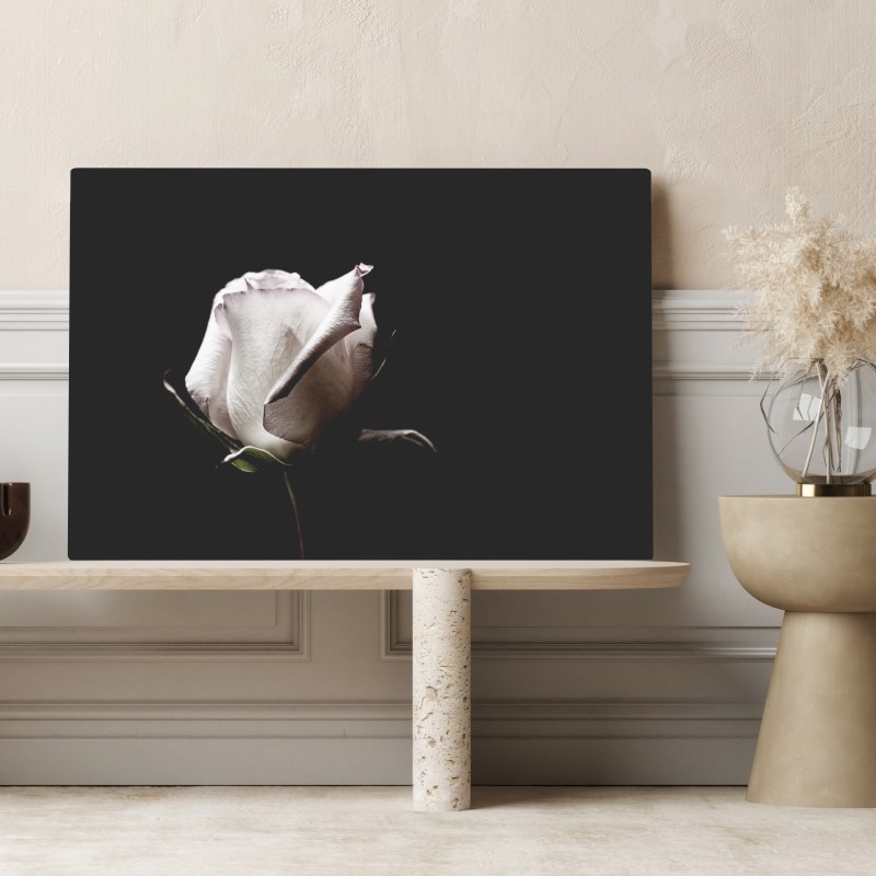 Leinwandbild weiße rose vor schwarzem hintergrund – Wallnifity® Leinwandbild weiße rose vor schwarzem hintergrund – Wallnifity®
