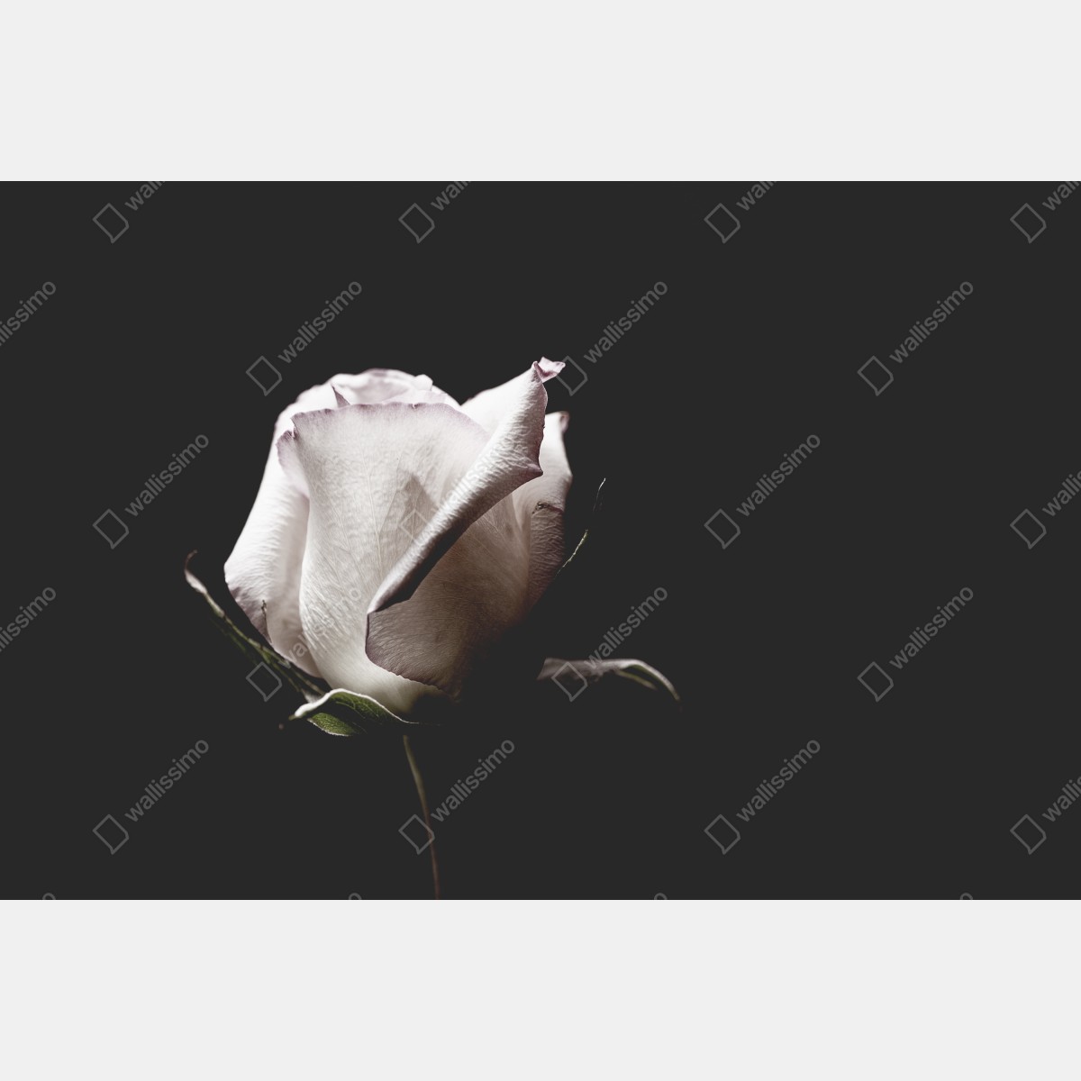 Leinwandbild weiße rose vor schwarzem hintergrund – Wallnifity® Leinwandbild weiße rose vor schwarzem hintergrund – Wallnifity®