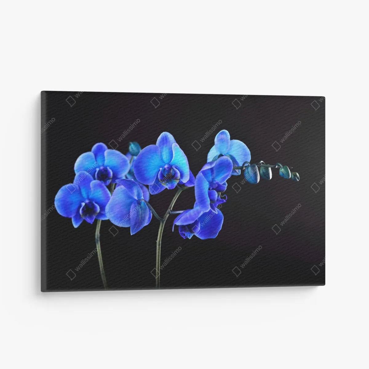 Leinwandbild leuchtende blaue orchidee vor schwarzem hintergrund – Wallnifity® Leinwandbild leuchtende blaue orchidee vor schwarzem hintergrund – Wallnifity®