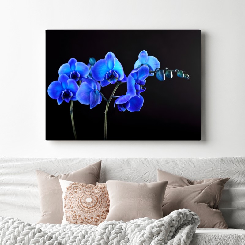 Leinwandbild leuchtende blaue orchidee vor schwarzem hintergrund – Wallnifity® Leinwandbild leuchtende blaue orchidee vor schwarzem hintergrund – Wallnifity®