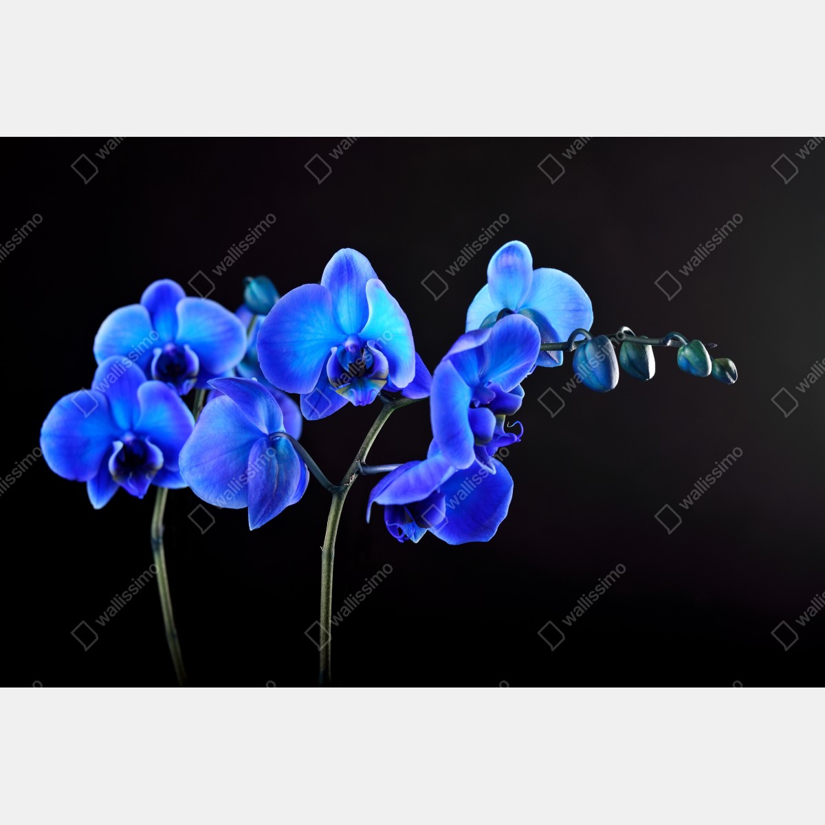 Leinwandbild leuchtende blaue orchidee vor schwarzem hintergrund – Wallnifity® Leinwandbild leuchtende blaue orchidee vor schwarzem hintergrund – Wallnifity®