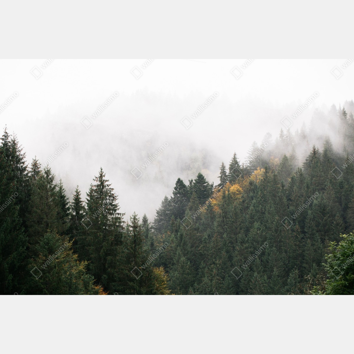 Leinwandbild nebliger bergwald im dunst – Wallnifity® Leinwandbild nebliger bergwald im dunst – Wallnifity®