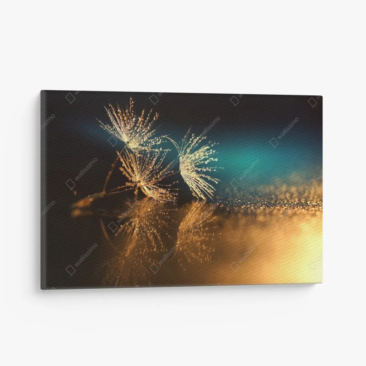 Leinwandbild goldene reflexion von löwenzahnsamen – Wallnifity®